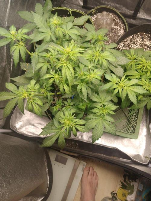 Sherbet Queen autoflower. Week 4