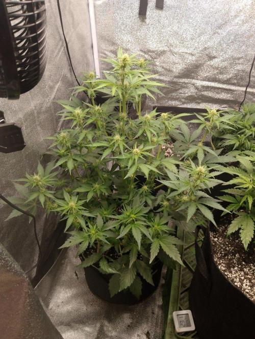 Sherbet Queen autoflower. Week 5