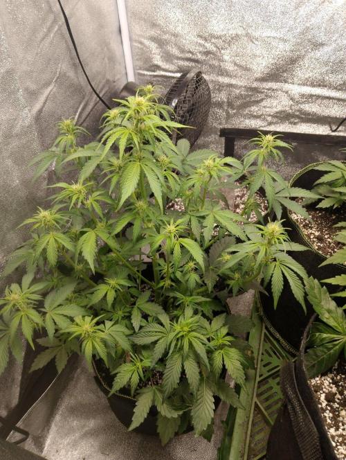 Sherbet Queen autoflower. Week 5