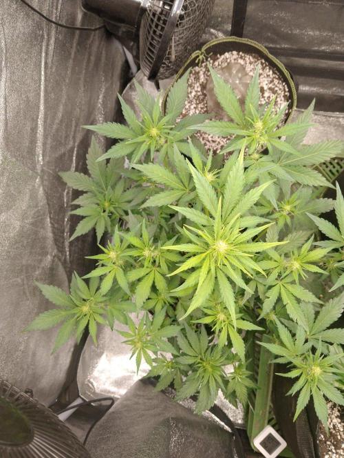 Sherbet Queen autoflower. Week 5