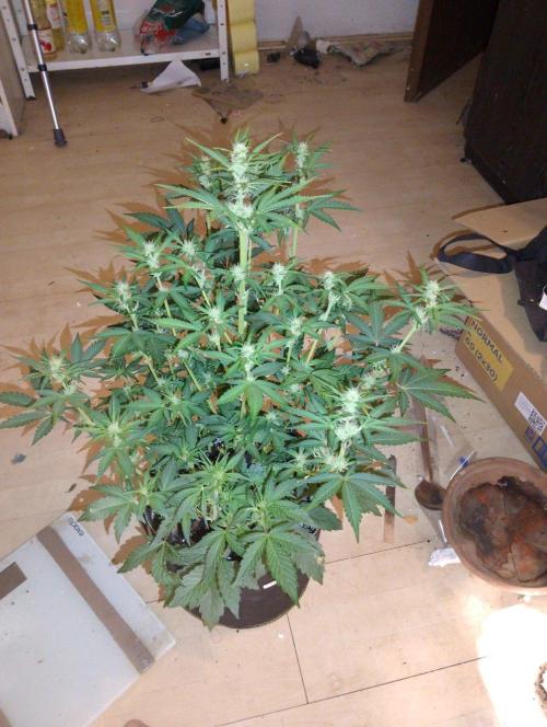 Sherbet Queen autoflower. Week 5