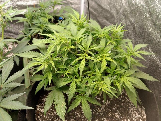 Northern Sky auto. Week 5