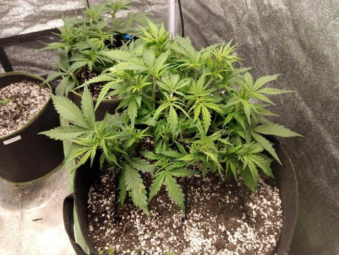 Northern Sky auto. Week 5