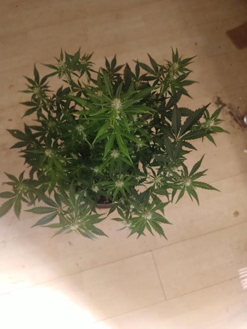 Sherbet Queen autoflower. Week 6