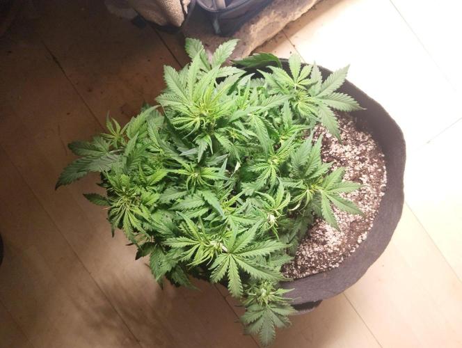 Northern Sky auto. Week 6