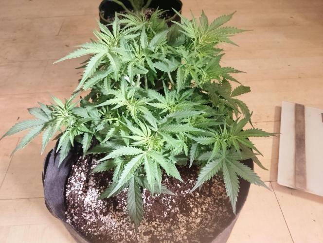 Northern Sky auto. Week 6