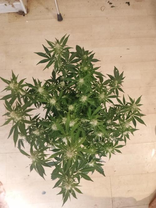 Sherbet Queen autoflower. Week 6