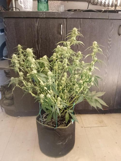 Sherbet Queen autoflower. Week 6