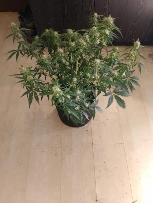 Sherbet Queen autoflower. Week 6