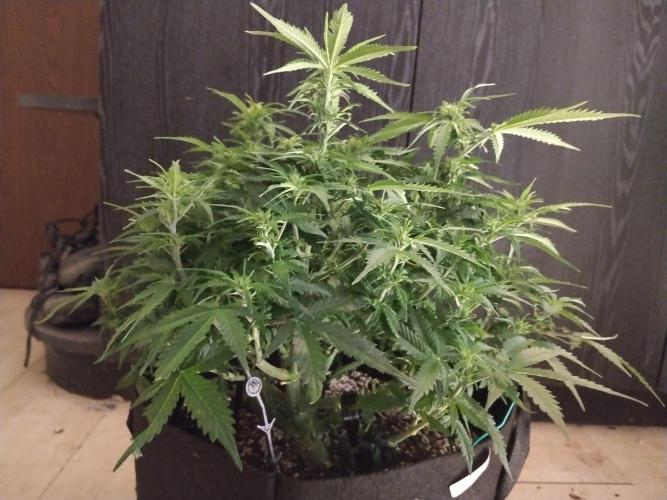 Northern Sky auto. Week 9