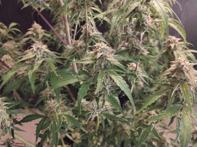 Sherbet Queen autoflower. Week 9