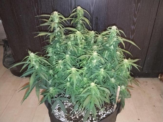 Northern Sky auto. Week 10