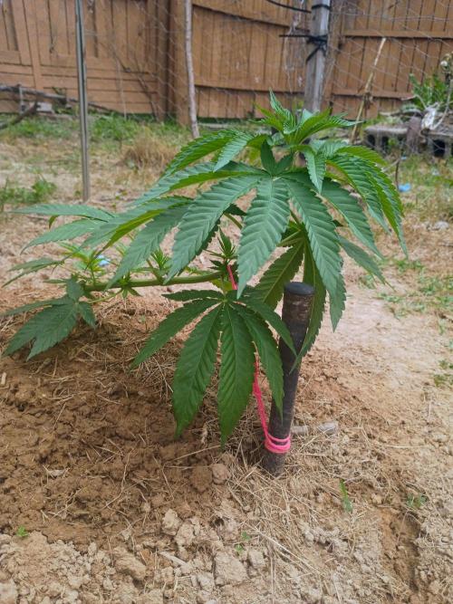 Outdoor breeder mix. Week 3 - Blueberry Og 