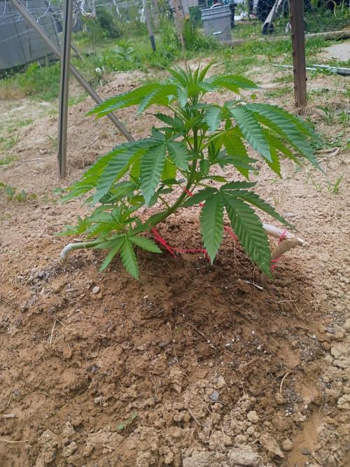 Outdoor breeder mix. Week 3 - Doug's varin 