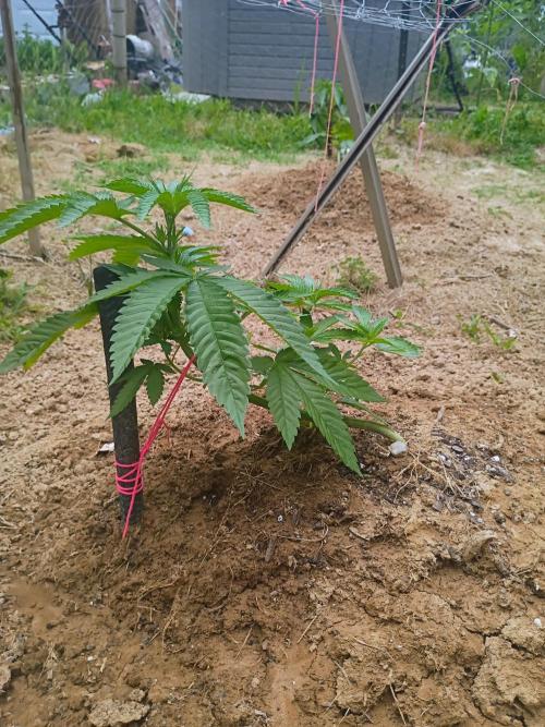 Outdoor breeder mix. Week 3 - Pineapple Express 