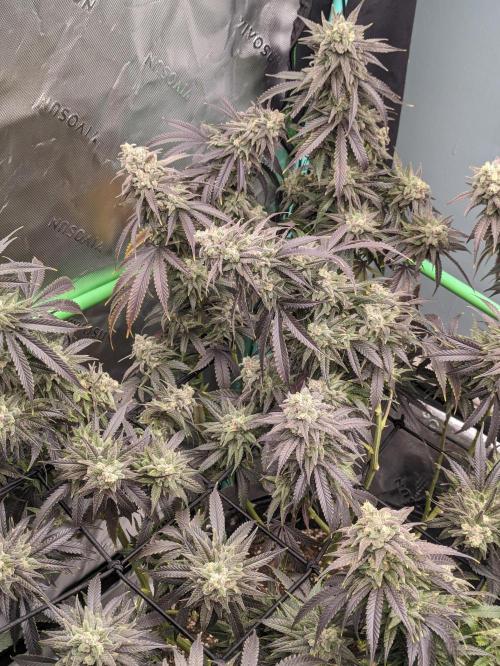 First Big Run. Week 9