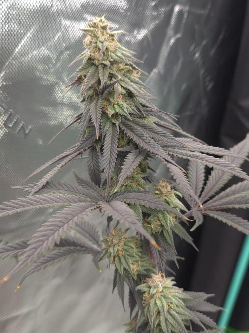 First Big Run. Week 9