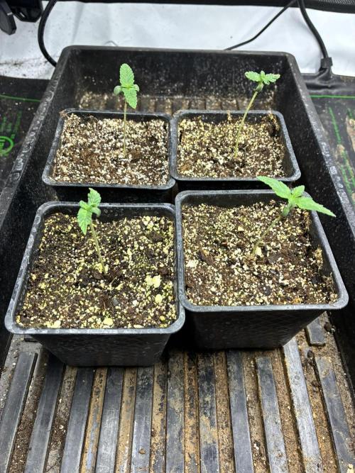 Grow Tent S448 48x48x80. Week 0