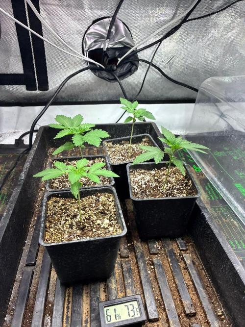 Grow Tent S448 48x48x80. Week 1