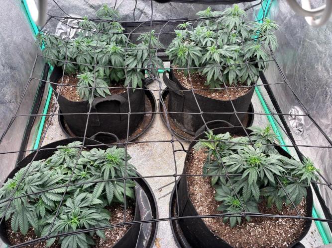 Grow Tent S448 48x48x80. Week 6