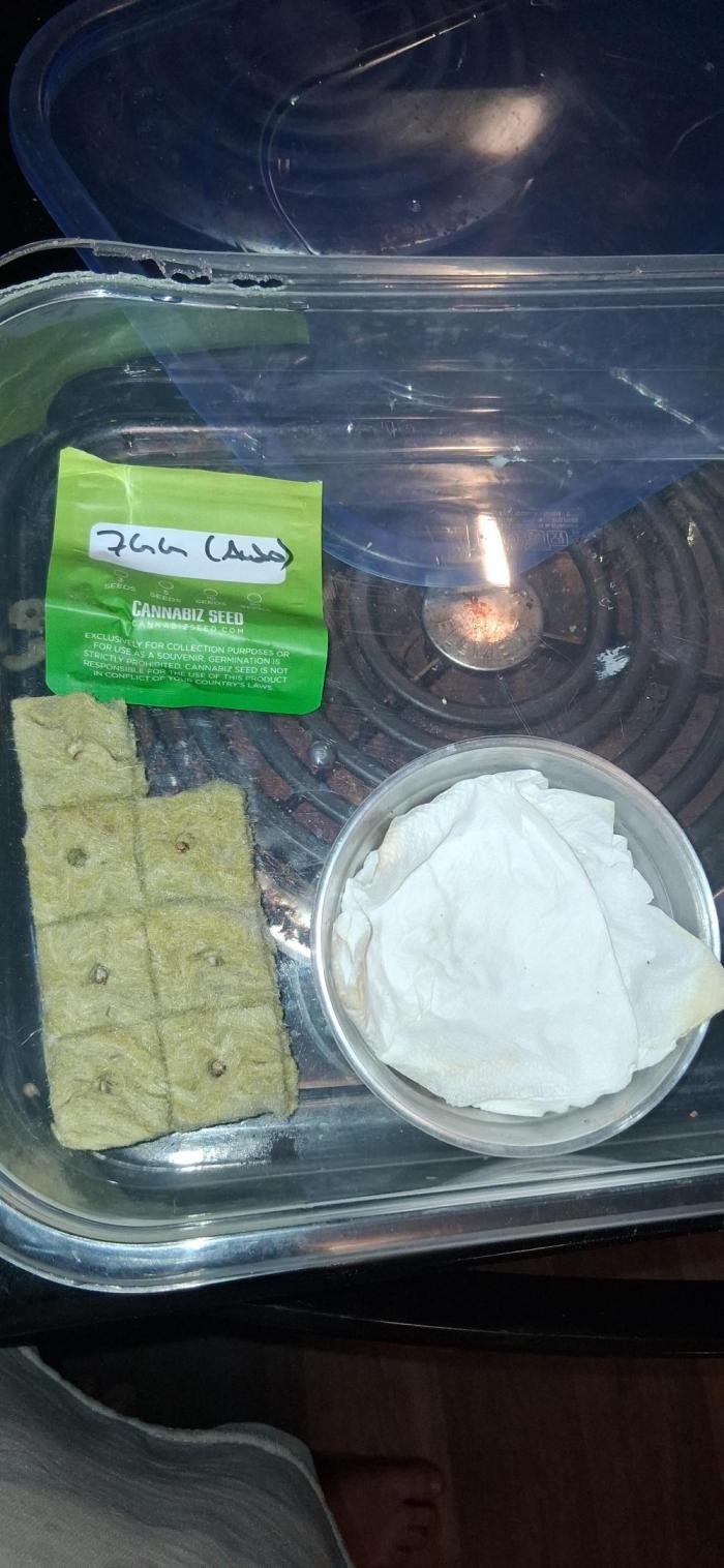 My first journey part 2. Week 0 - So I got the other seeds from Cannabiz in the pods today 
