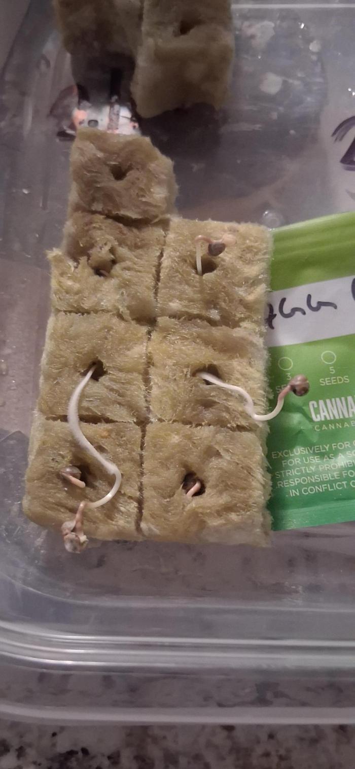 My first journey. Week 1 - So the little ones on top were from the paper towel 