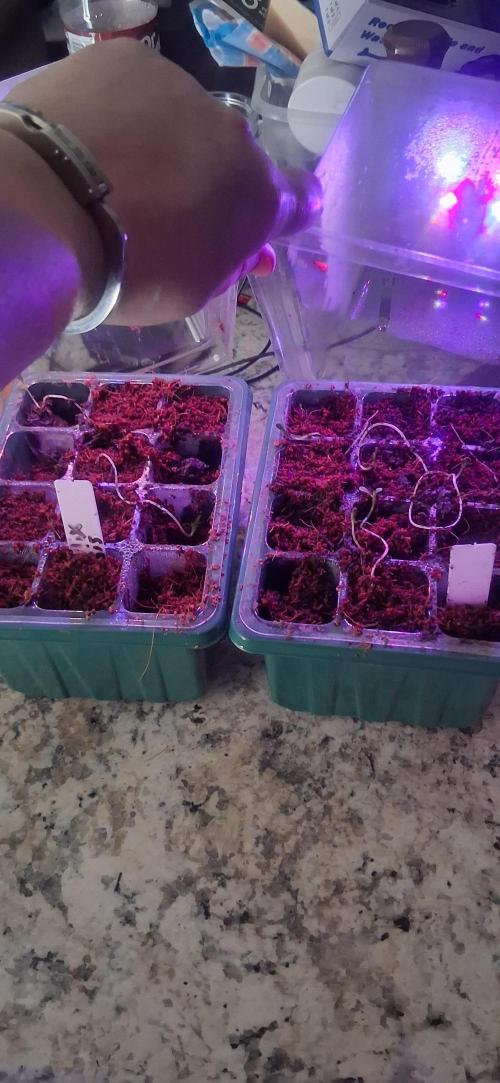 My first journey part 2. Week 2 - I dont know if im doing something wrong 