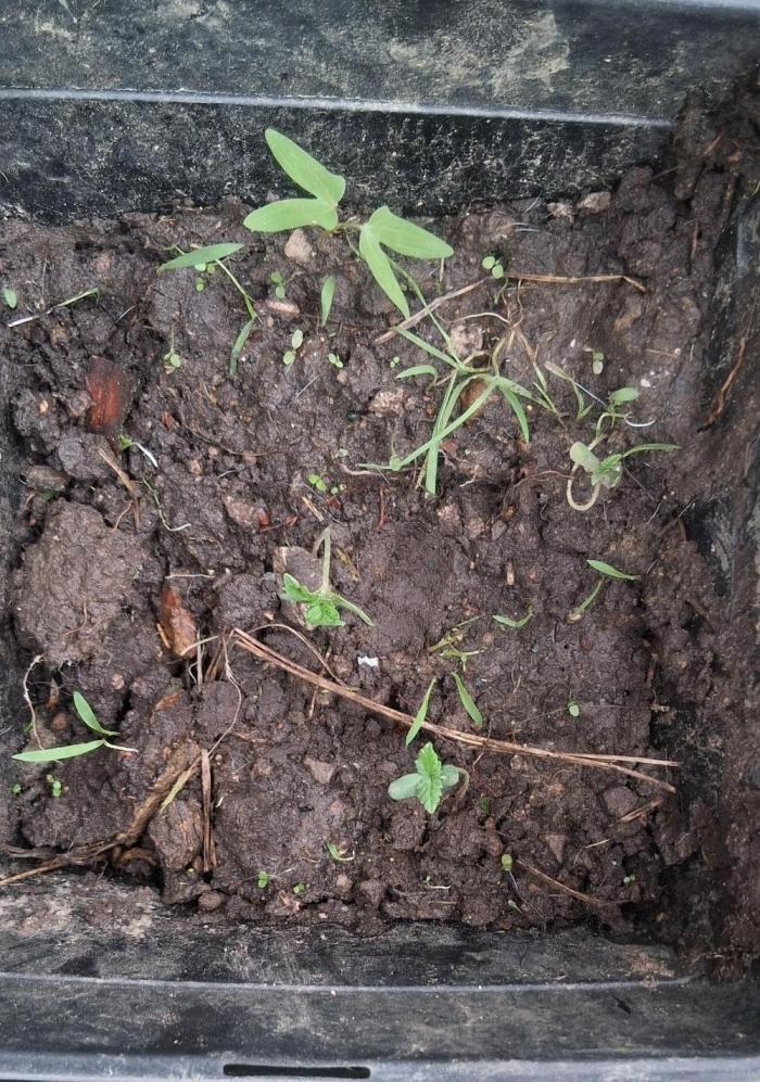 My first journey part 2. Week 4 - Thank you GerGrowDesigns for the advice.