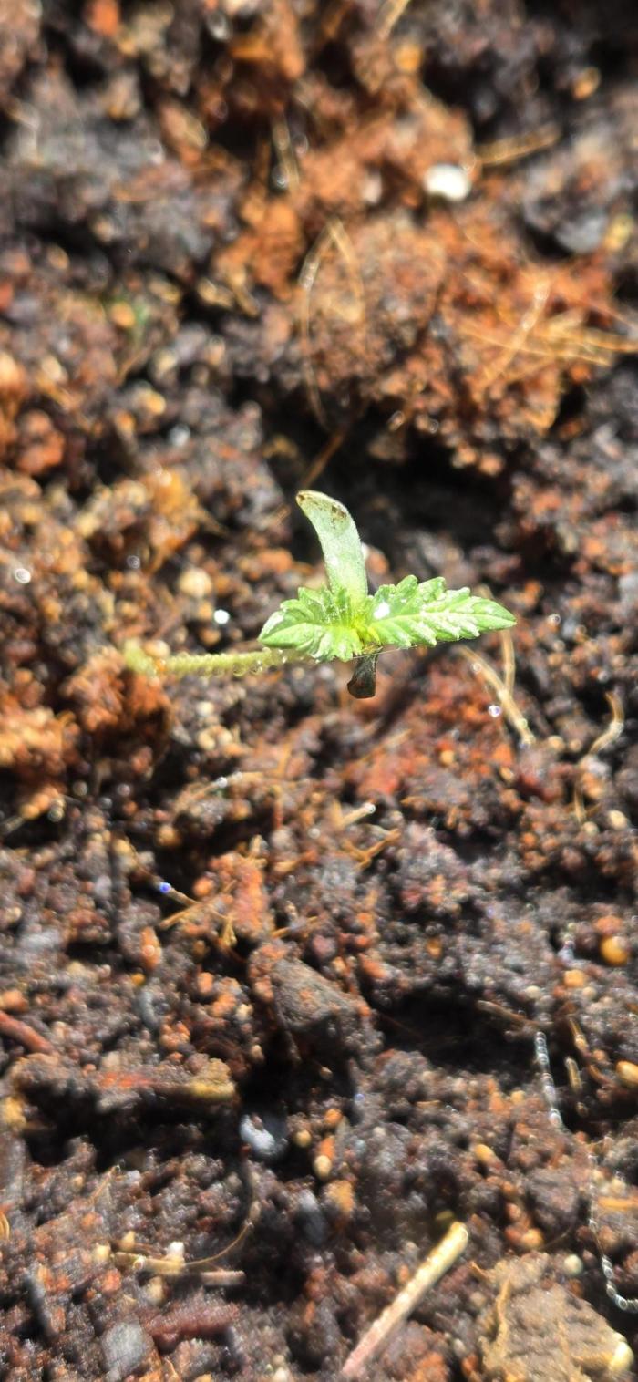 My first journey part 2. Week 6 - Concerned it should be growing more 