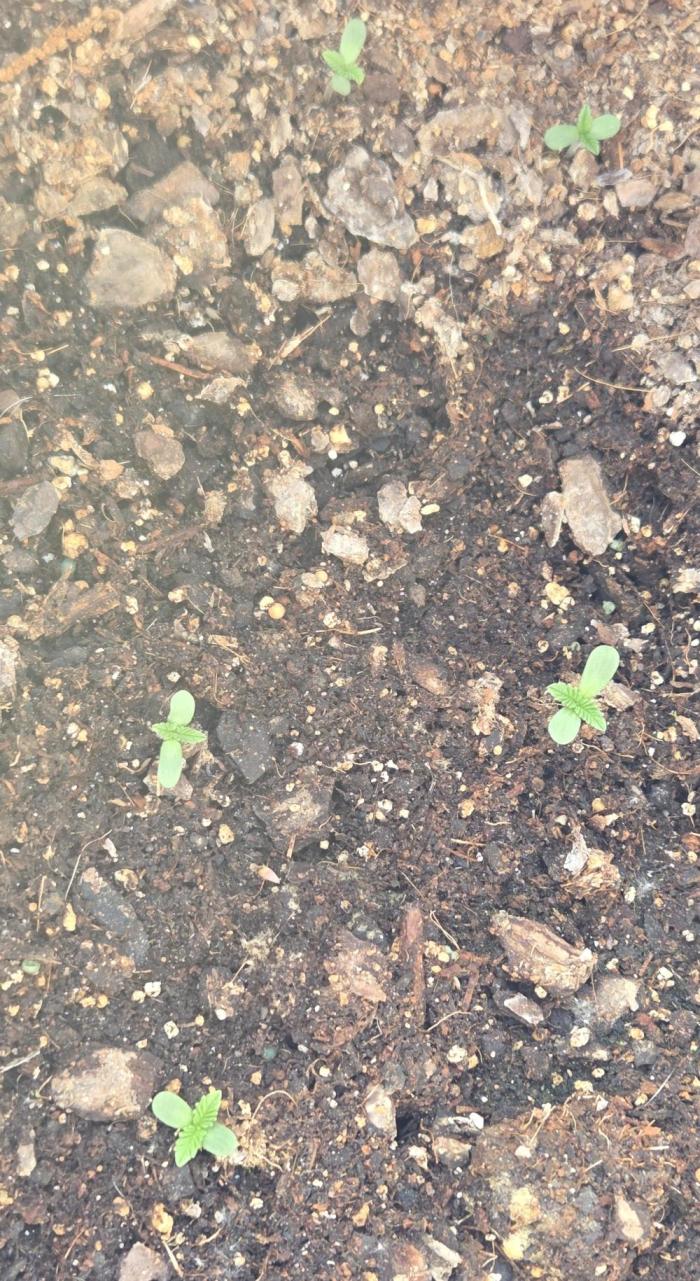 My first journey part 2. Week 8