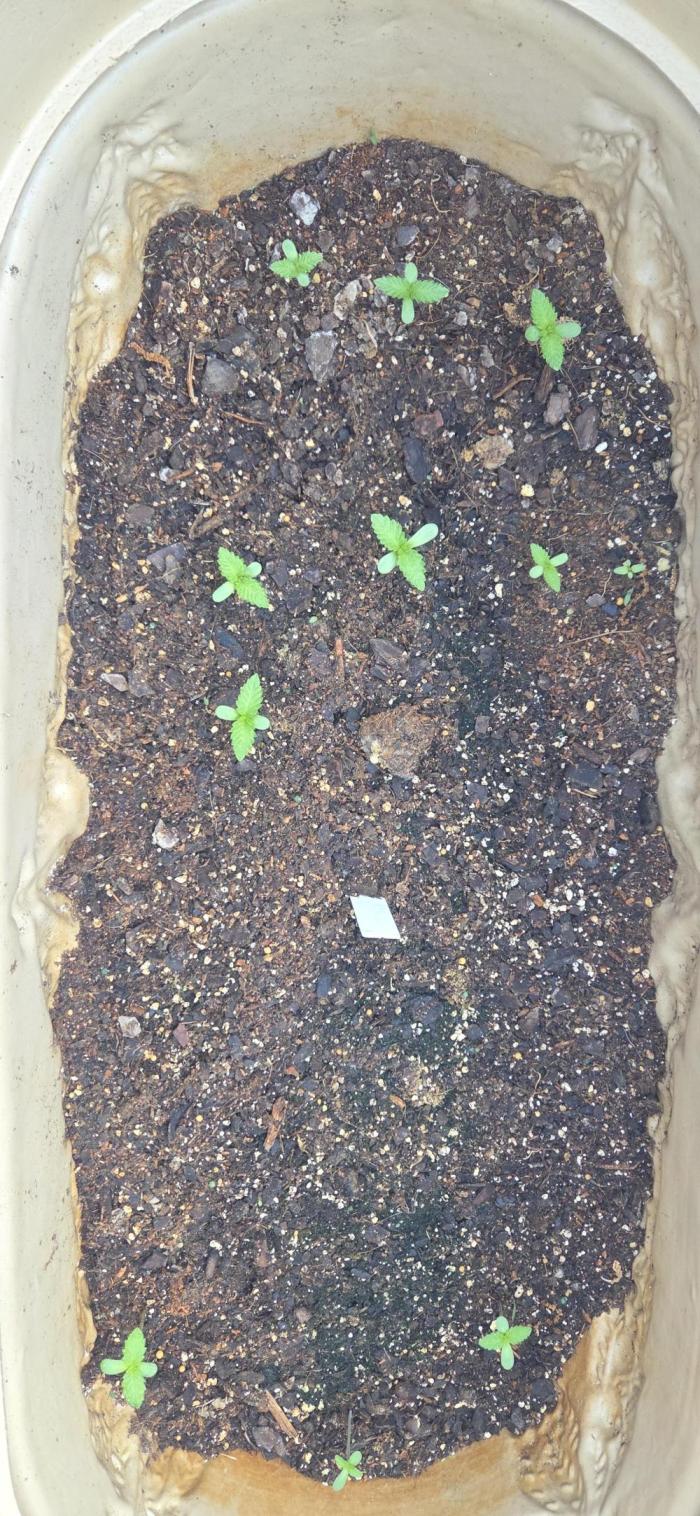My first journey part 2. Week 9 - Beauty 