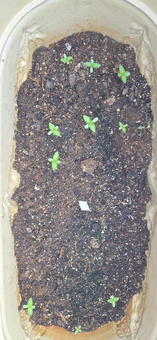 Cow. Week 9