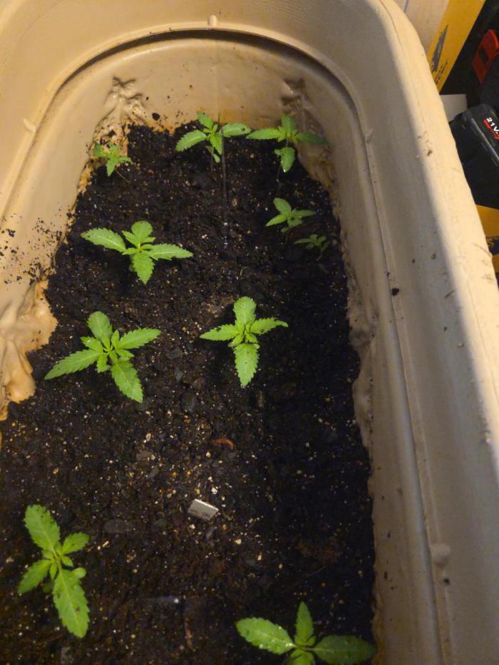 My first journey part 2. Week 10 - Your beautiful its true lol