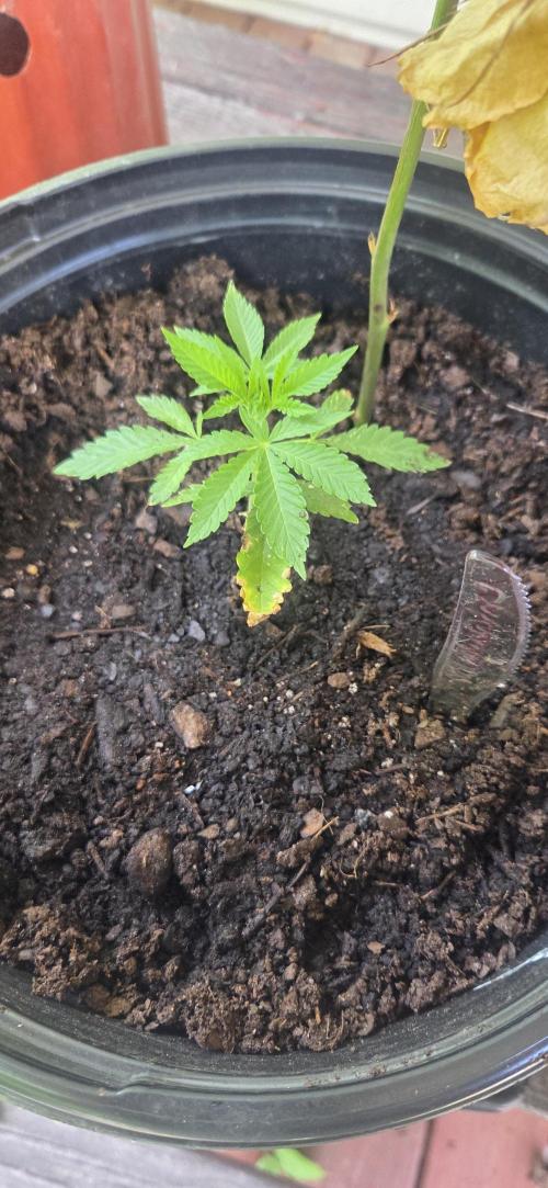 My first journey part 2. Week 13