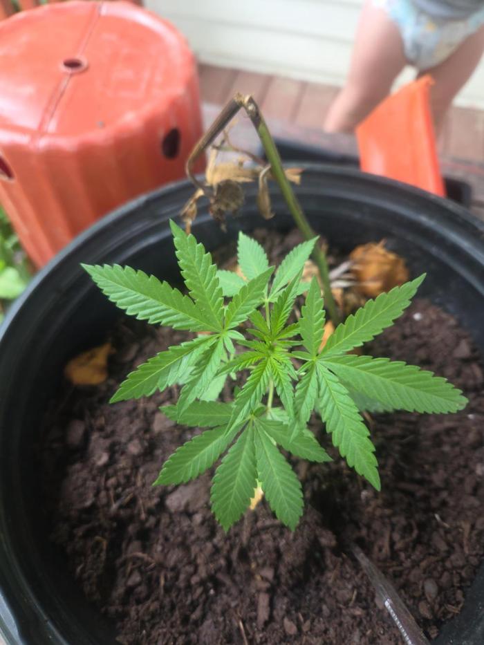 My first journey part 2. Week 14 - Standing strong i will survive 
