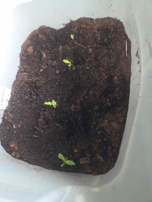 Blue dream and Bruce Banner. Week 3