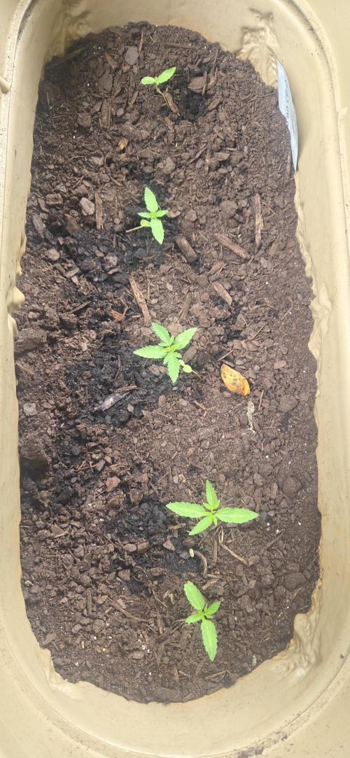 Blue dream and Bruce Banner. Week 4 - Bruce Banner 