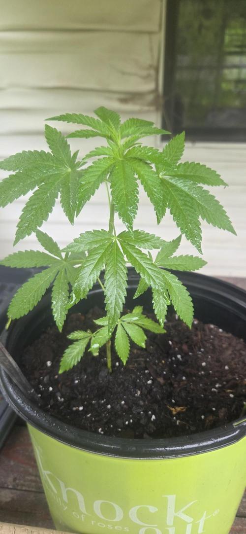 Cow. Week 16