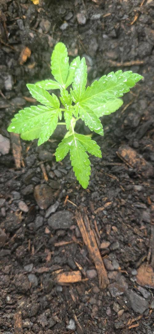 Blue dream and Bruce Banner. Week 5 - Blue dream