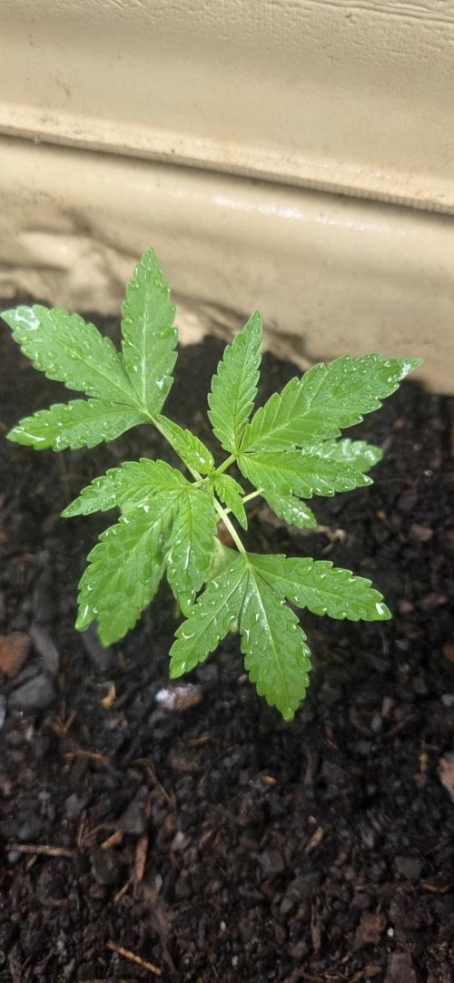 Blue dream and Bruce Banner. Week 5 - Bruce banner 