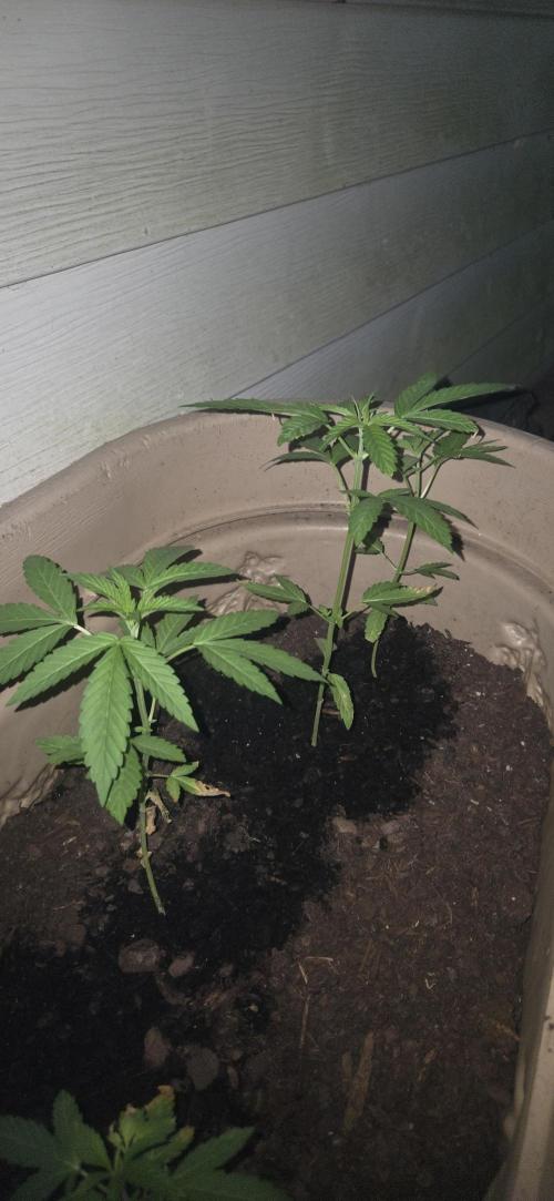 Blue dream and Bruce Banner. Week 6 - Bruce Banner 