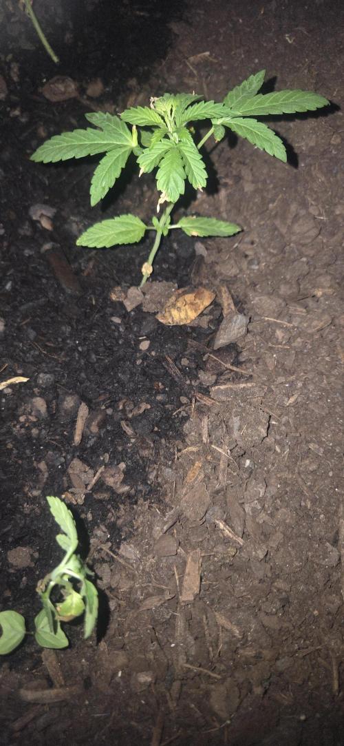 Blue dream and Bruce Banner. Week 6 - Blue Dream 