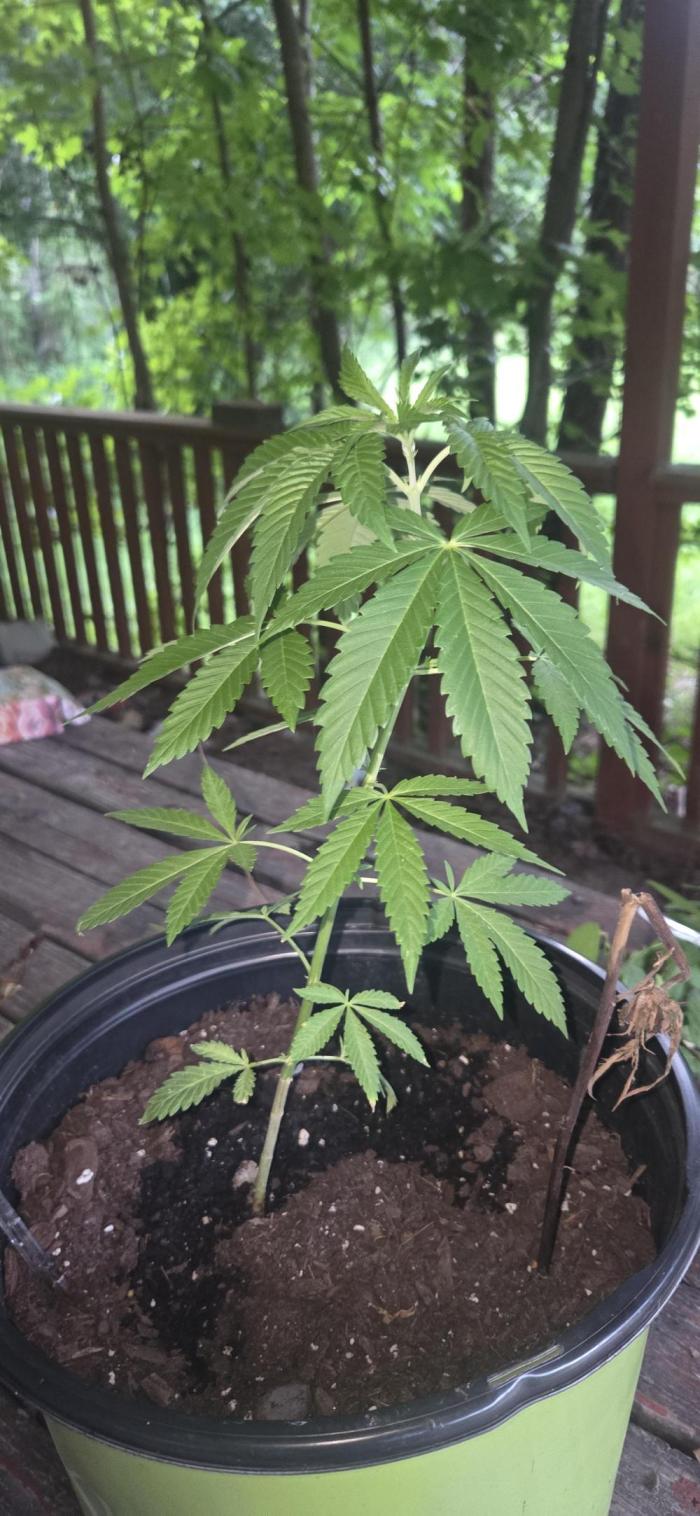 My first journey part 2. Week 17 - Growing strong