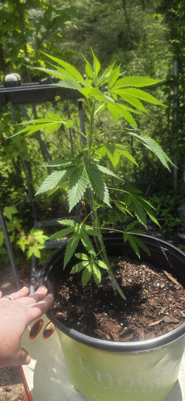 My first journey part 2. Week 18