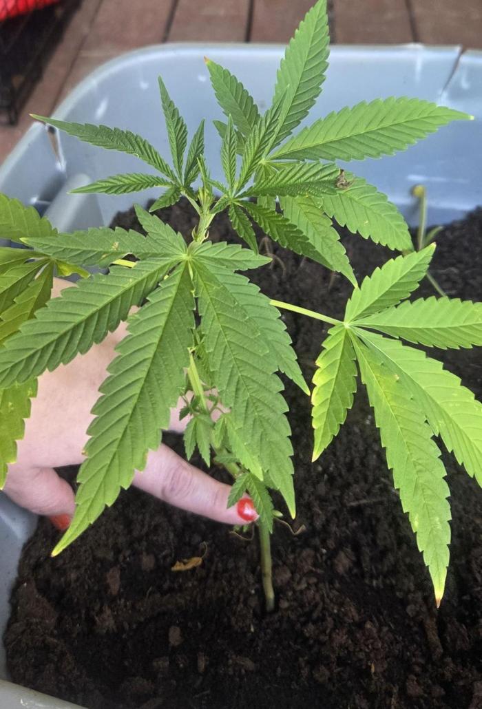 Blue dream and Bruce Banner. Week 8