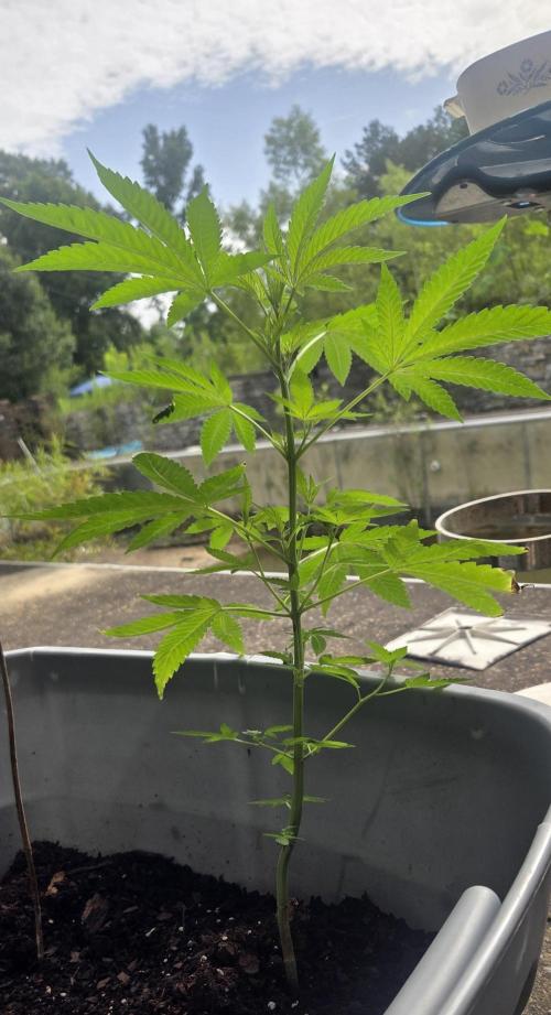Blue dream and Bruce Banner. Week 9 - Oh no my sibling stripped 