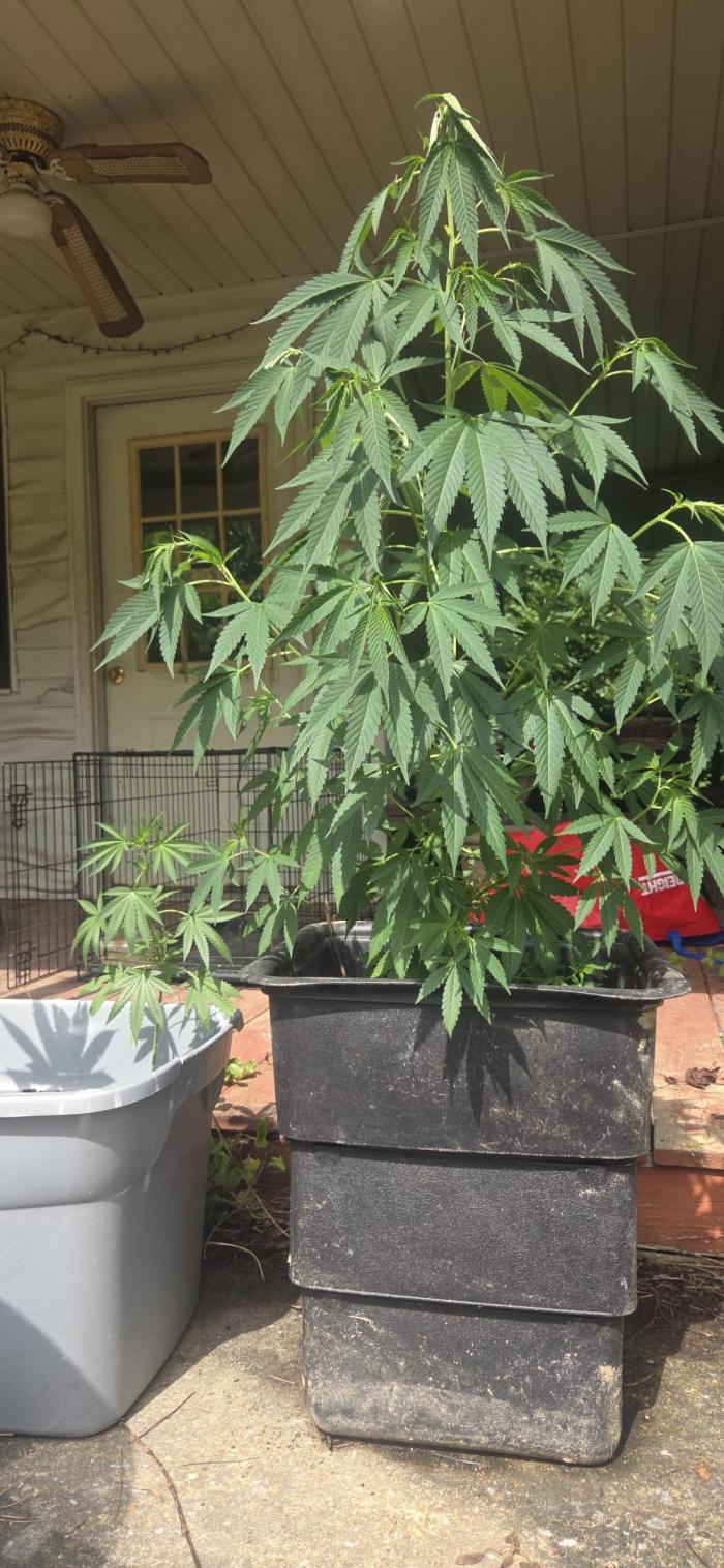 My first journey part 2. Week 21 - Grow grow grow