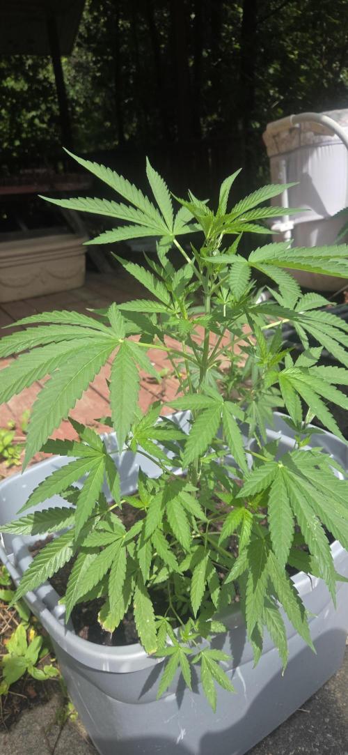 Blue dream and Bruce Banner. Week 10 - Bring the sunscreen 