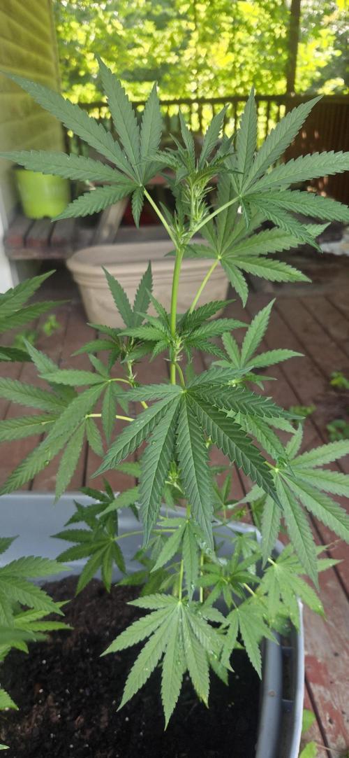 Blue dream and Bruce Banner. Week 11 - Fingers crossed 