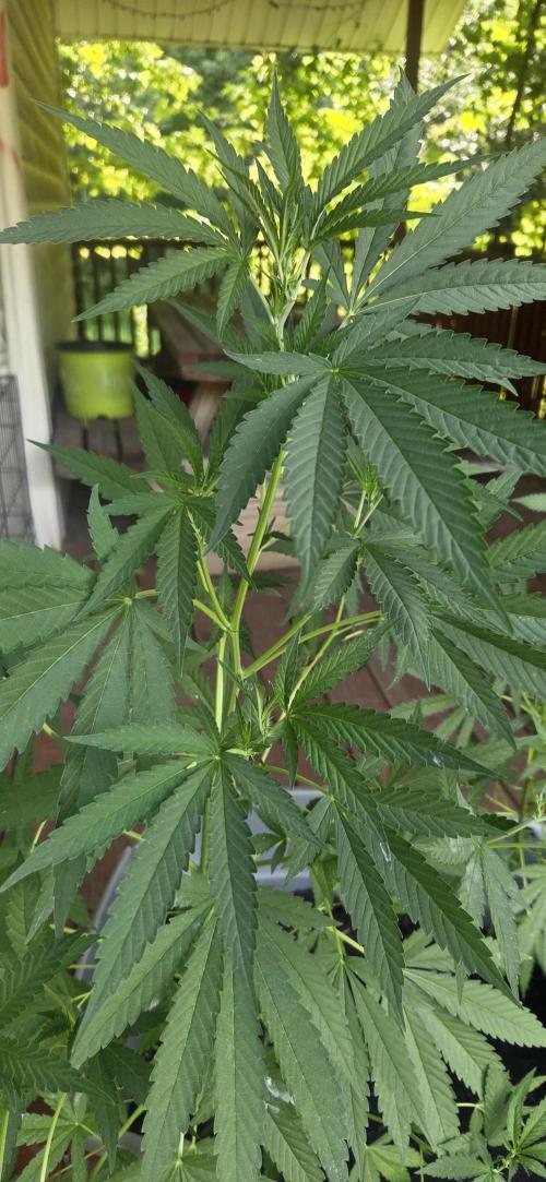 Blue dream and Bruce Banner. Week 11 - Getting hopeful